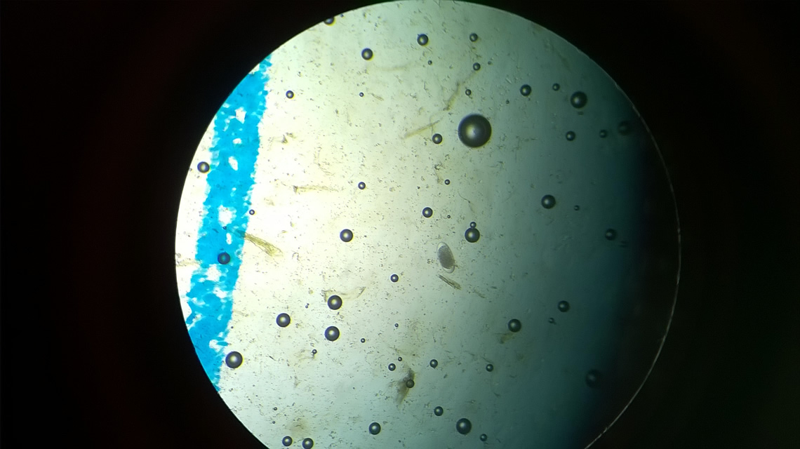 Equine Endo | Gallery