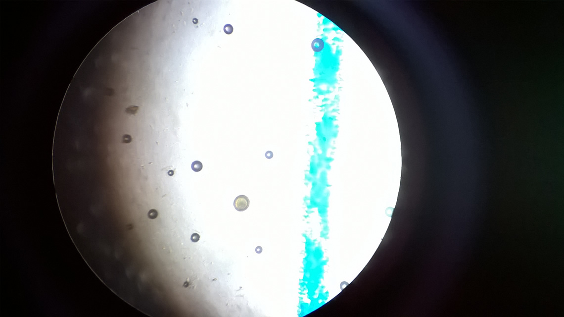 Equine Endo | Gallery